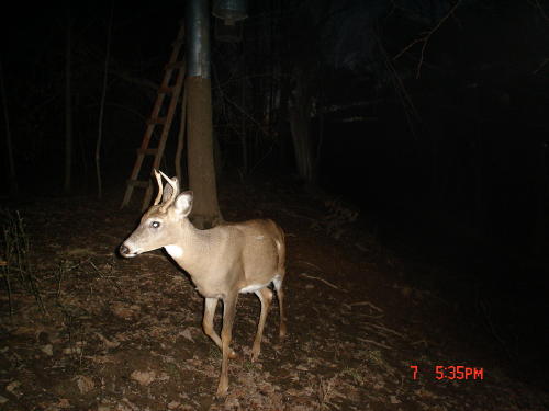 4 point buck 4 point buck